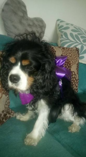 Nottz Bikerz Memorial Rideout
Oscar wearing his Purple bow for Owen
: Swipe To View More Images