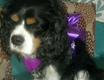 Nottz Bikerz Memorial Rideout
Oscar wearing his Purple bow for Owen
: Click Here To View Larger Image